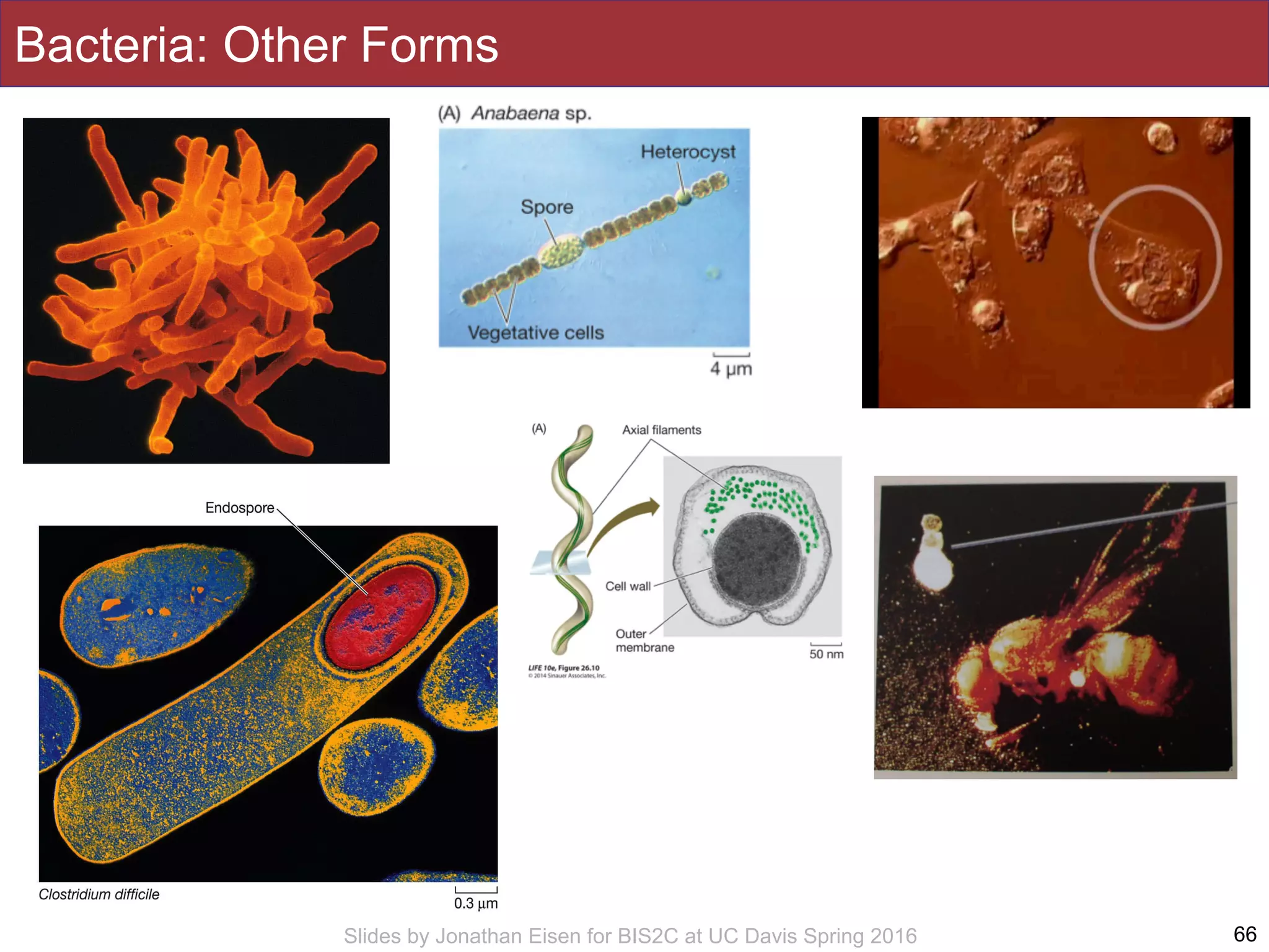 Slides by Jonathan Eisen for BIS2C at UC Davis Spring 2016
Bacteria: Other Forms
66
 