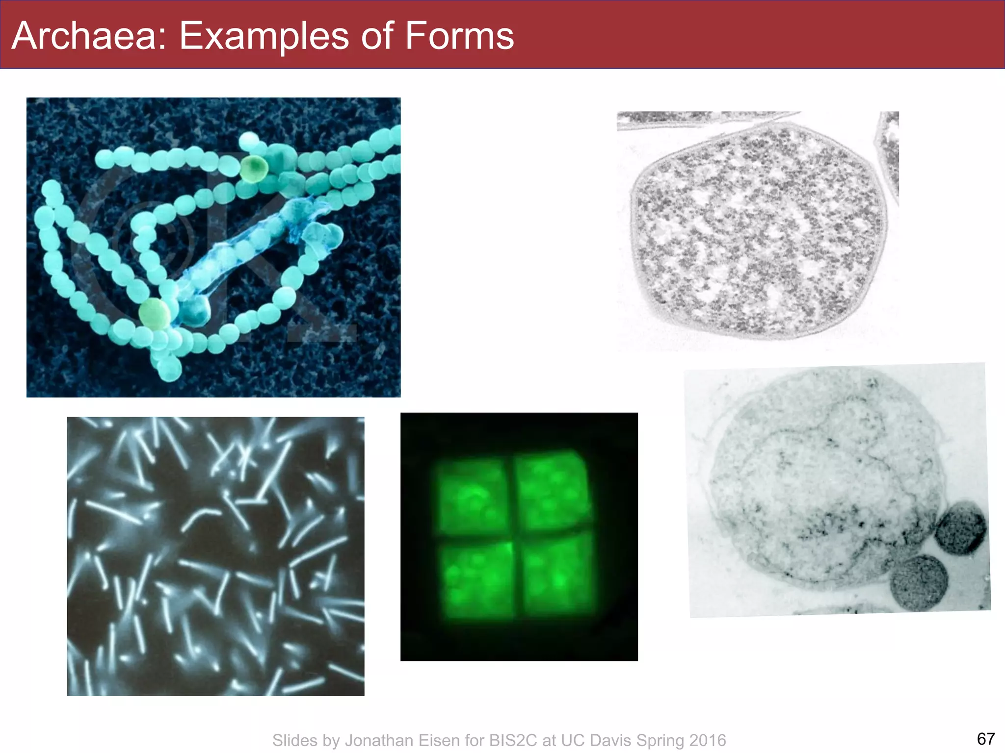 Slides by Jonathan Eisen for BIS2C at UC Davis Spring 2016
Archaea: Examples of Forms
67
 