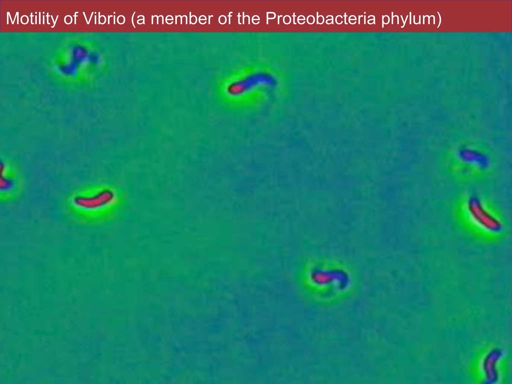 Slides by Jonathan Eisen for BIS2C at UC Davis Spring 2016
Motility of Vibrio (a member of the Proteobacteria phylum)
68
 