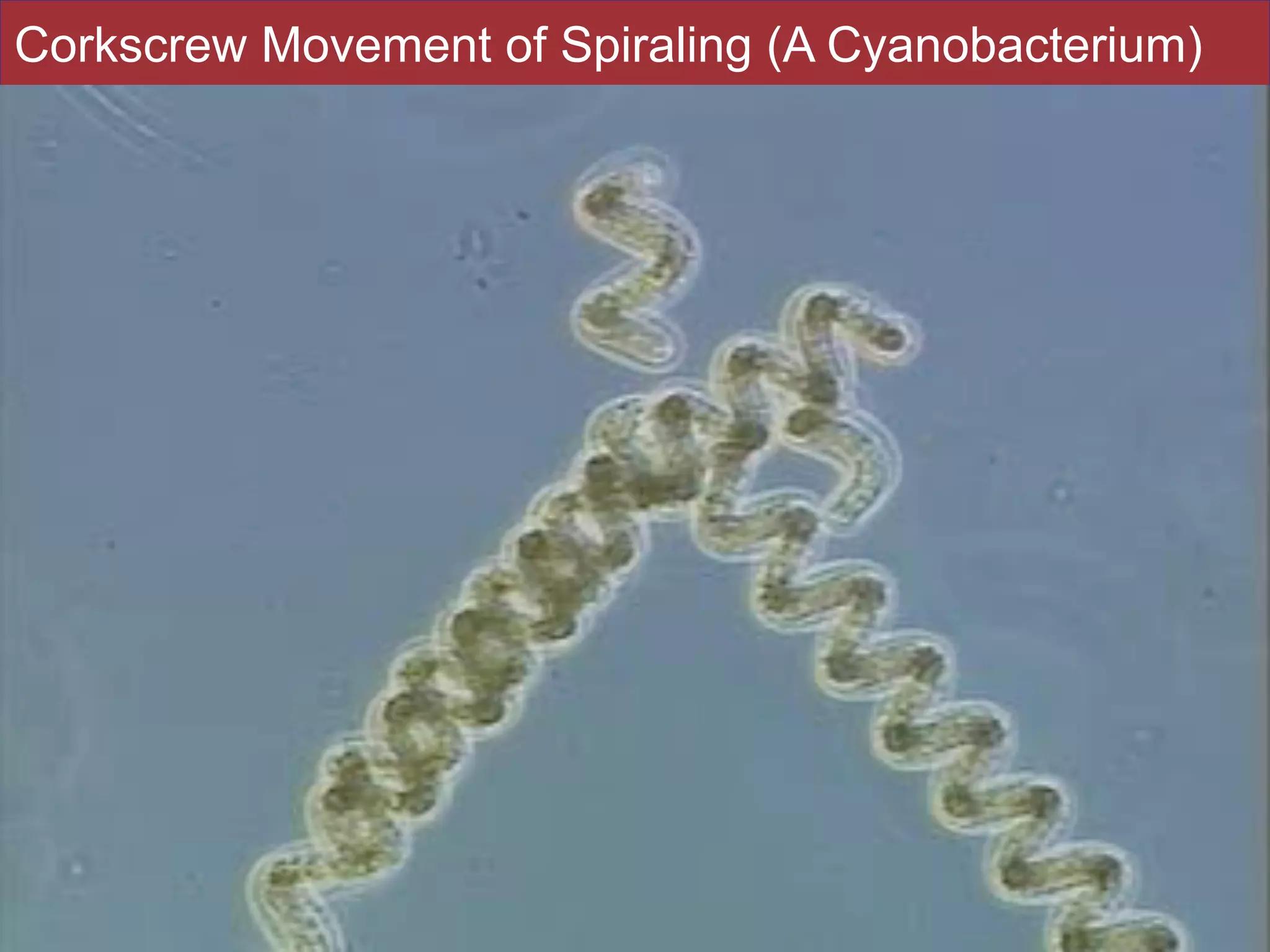 Slides by Jonathan Eisen for BIS2C at UC Davis Spring 2016
Corkscrew Movement of Spiraling (A Cyanobacterium)
69
 