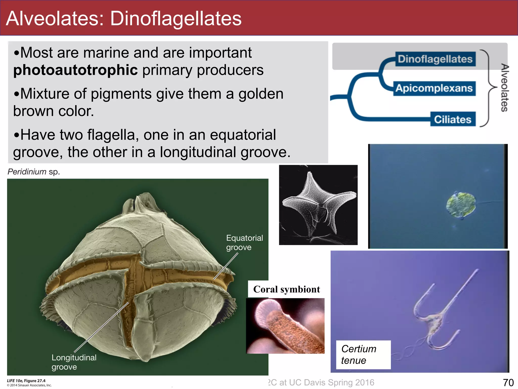 Slides by Jonathan Eisen for BIS2C at UC Davis Spring 2016
•Most are marine and are important
photoautotrophic primary producers
•Mixture of pigments give them a golden
brown color.
•Have two flagella, one in an equatorial
groove, the other in a longitudinal groove.
Alveolates: Dinoflagellates
70
Certium
tenue
Coral symbiont
 