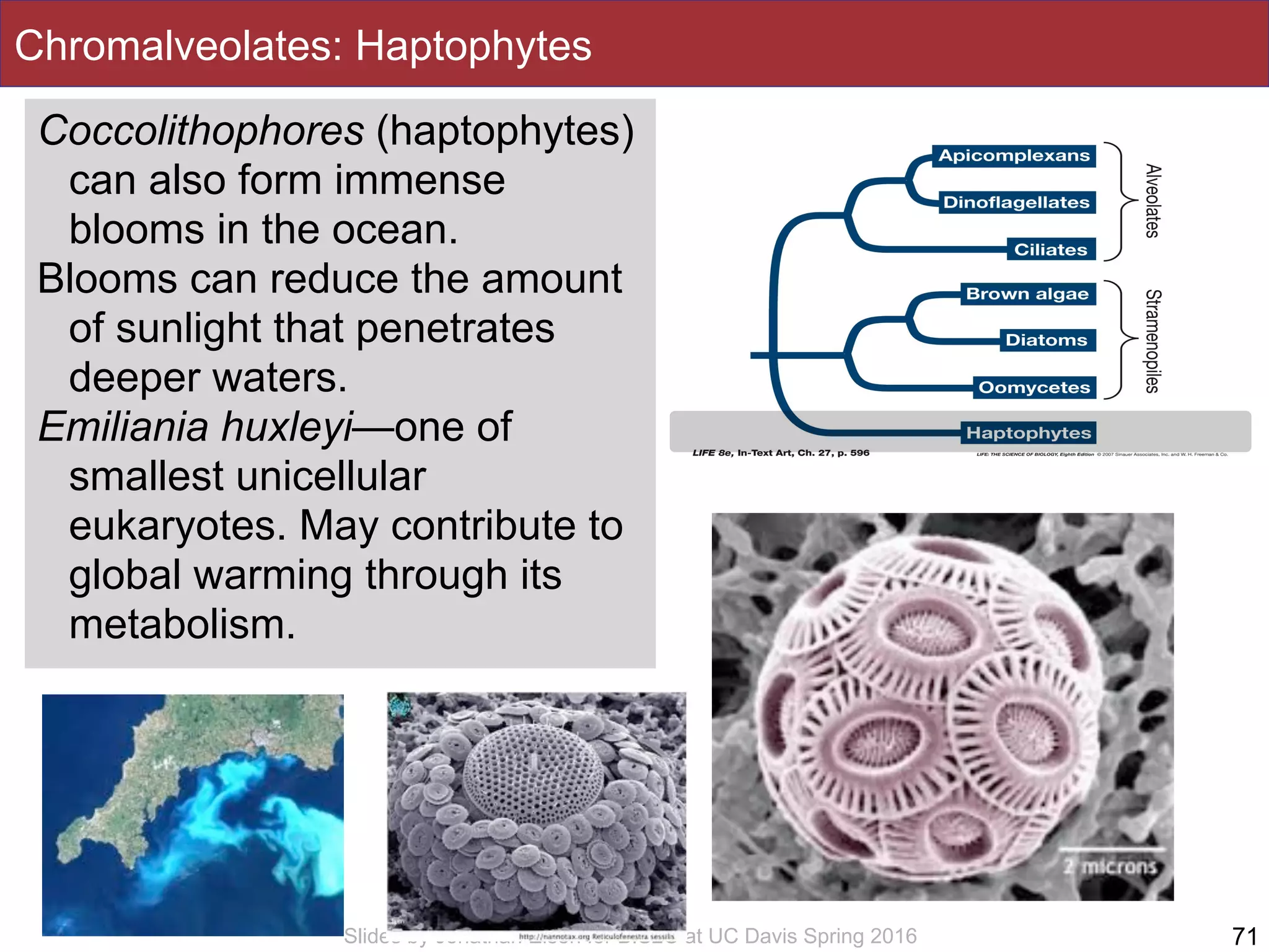 Slides by Jonathan Eisen for BIS2C at UC Davis Spring 2016
Chromalveolates: Haptophytes
• Haptophytes
71
Coccolithophores (haptophytes)
can also form immense
blooms in the ocean.
Blooms can reduce the amount
of sunlight that penetrates
deeper waters.
Emiliania huxleyi—one of
smallest unicellular
eukaryotes. May contribute to
global warming through its
metabolism.
 