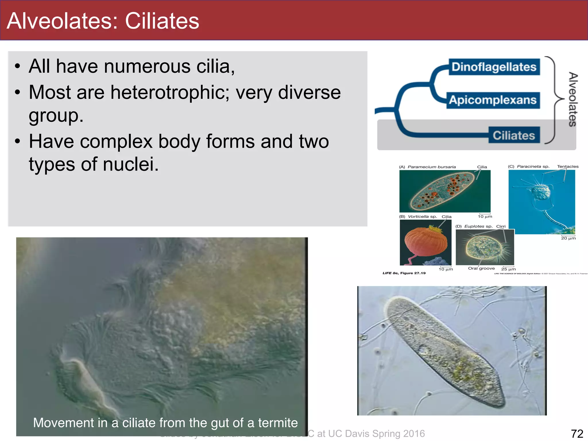 Slides by Jonathan Eisen for BIS2C at UC Davis Spring 2016
Alveolates: Ciliates
72
Movement in a ciliate from the gut of a termite
• All have numerous cilia,
• Most are heterotrophic; very diverse
group.
• Have complex body forms and two
types of nuclei.
 