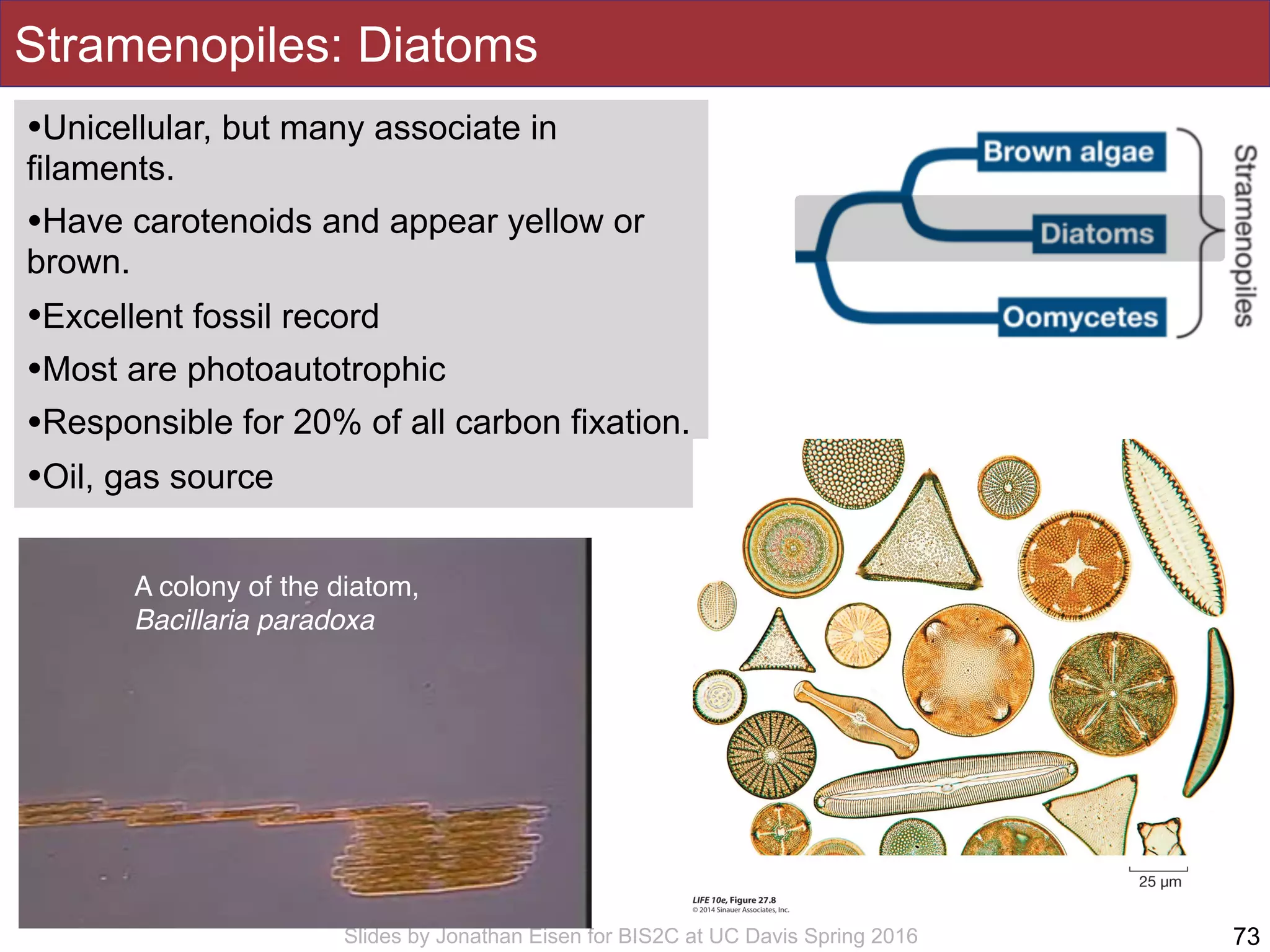 Slides by Jonathan Eisen for BIS2C at UC Davis Spring 2016
Stramenopiles: Diatoms
•Unicellular, but many associate in
filaments.
•Have carotenoids and appear yellow or
brown.
•Excellent fossil record
•Most are photoautotrophic
•Responsible for 20% of all carbon fixation.
•Oil, gas source
73
A colony of the diatom,
Bacillaria paradoxa
 