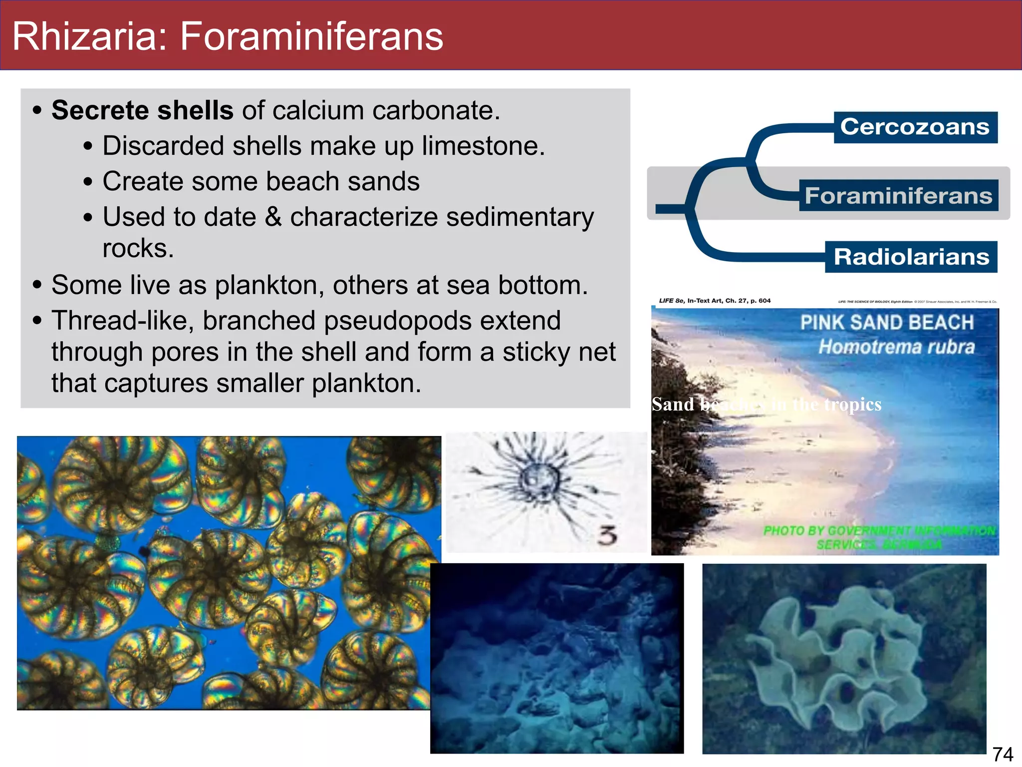 Rhizaria: Foraminiferans
Sand beaches in the tropics
• Secrete shells of calcium carbonate.
• Discarded shells make up limestone.
• Create some beach sands
• Used to date & characterize sedimentary
rocks.
• Some live as plankton, others at sea bottom.
• Thread-like, branched pseudopods extend
through pores in the shell and form a sticky net
that captures smaller plankton.
74
 
