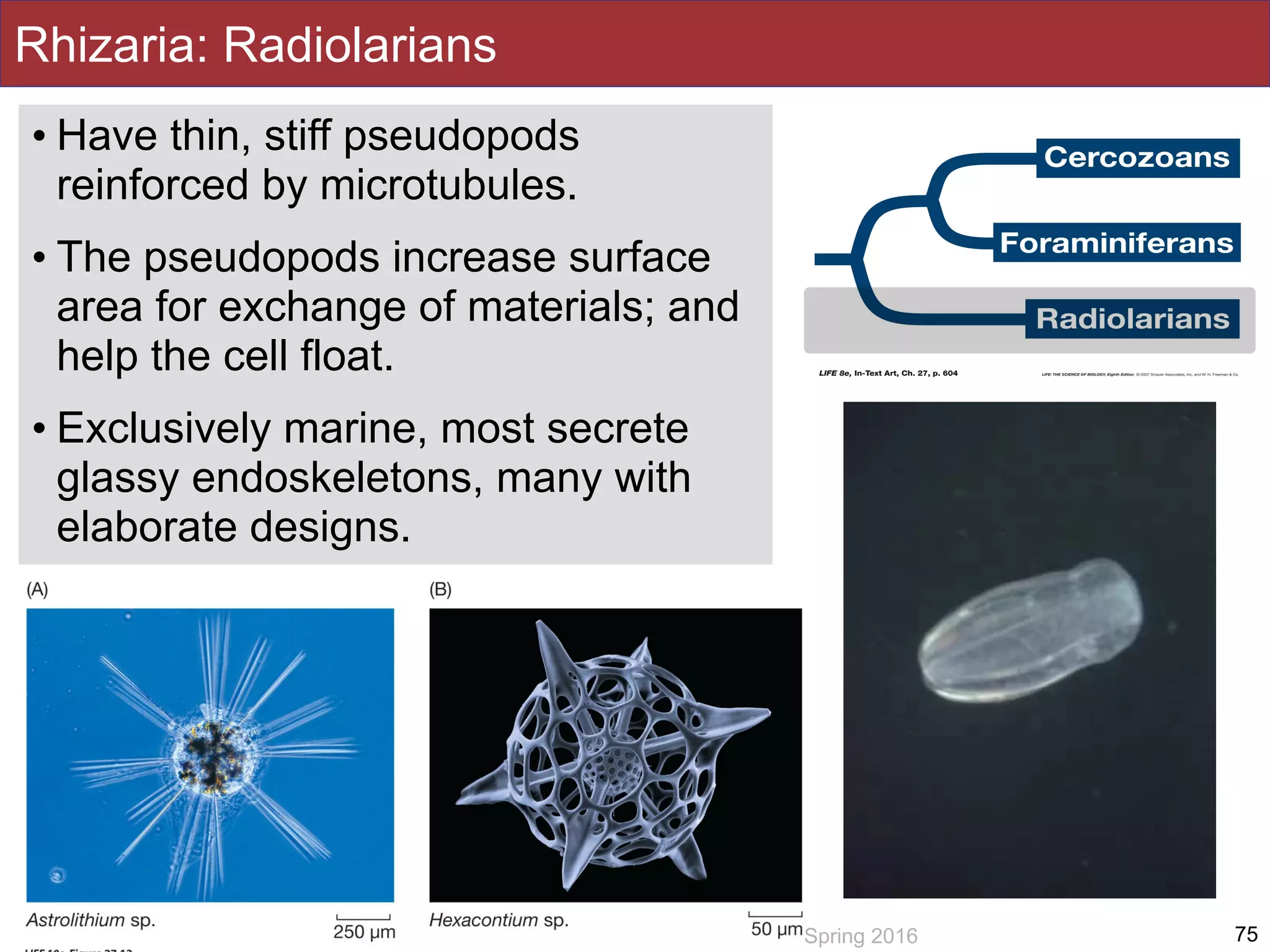 Slides by Jonathan Eisen for BIS2C at UC Davis Spring 2016
Rhizaria: Radiolarians
• Have thin, stiff pseudopods
reinforced by microtubules.
• The pseudopods increase surface
area for exchange of materials; and
help the cell float.
• Exclusively marine, most secrete
glassy endoskeletons, many with
elaborate designs.
75
 