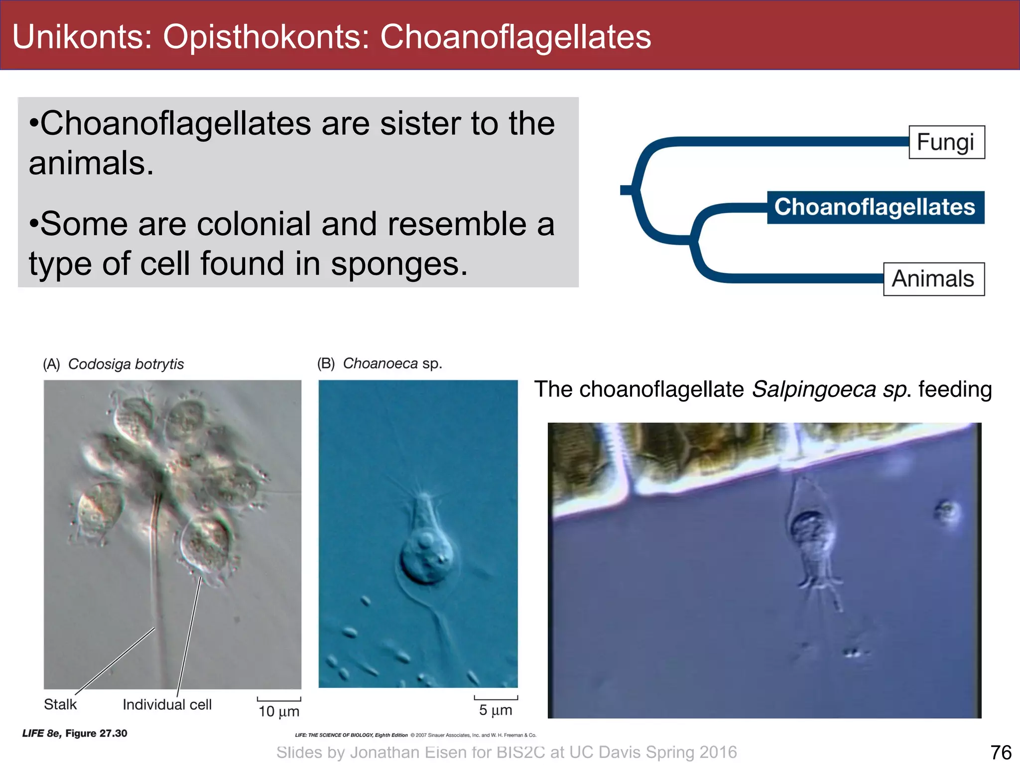 Slides by Jonathan Eisen for BIS2C at UC Davis Spring 2016
Unikonts: Opisthokonts: Choanoflagellates
•Choanoflagellates are sister to the
animals.
•Some are colonial and resemble a
type of cell found in sponges.
76
The choanoﬂagellate Salpingoeca sp. feeding
 