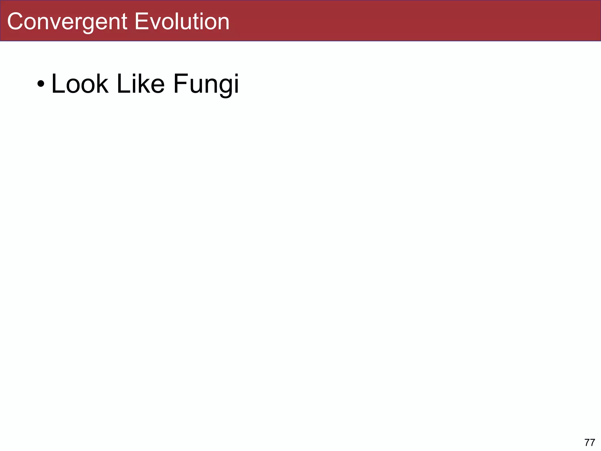 Convergent Evolution
• Look Like Fungi
77
 