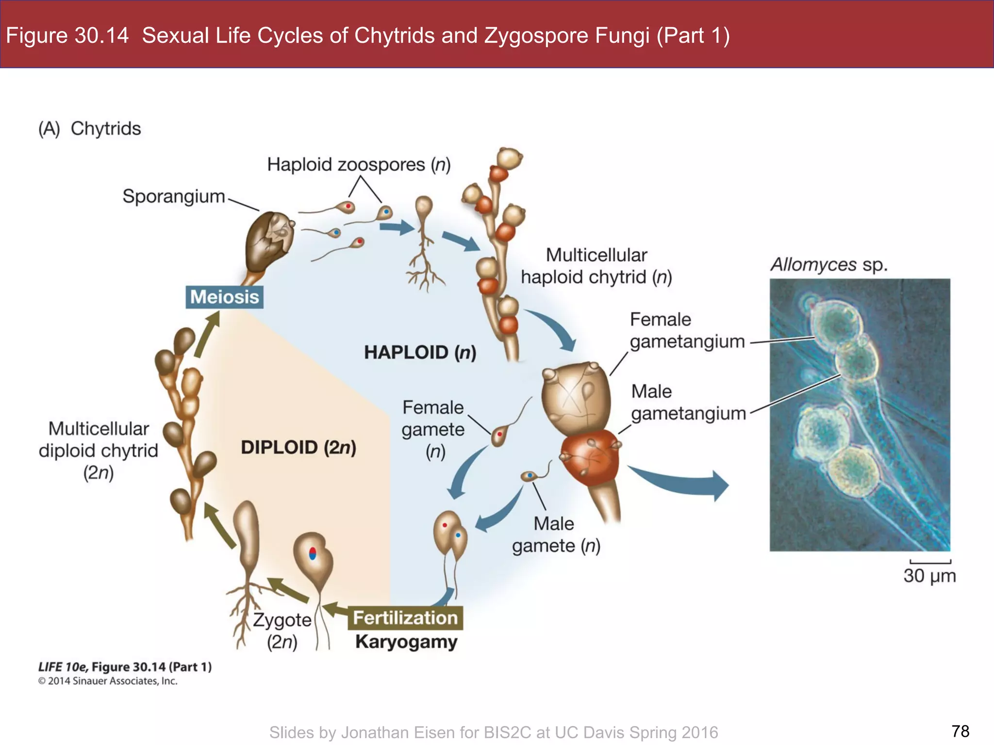 Slides by Jonathan Eisen for BIS2C at UC Davis Spring 2016
Figure 30.14 Sexual Life Cycles of Chytrids and Zygospore Fungi (Part 1)
78
 