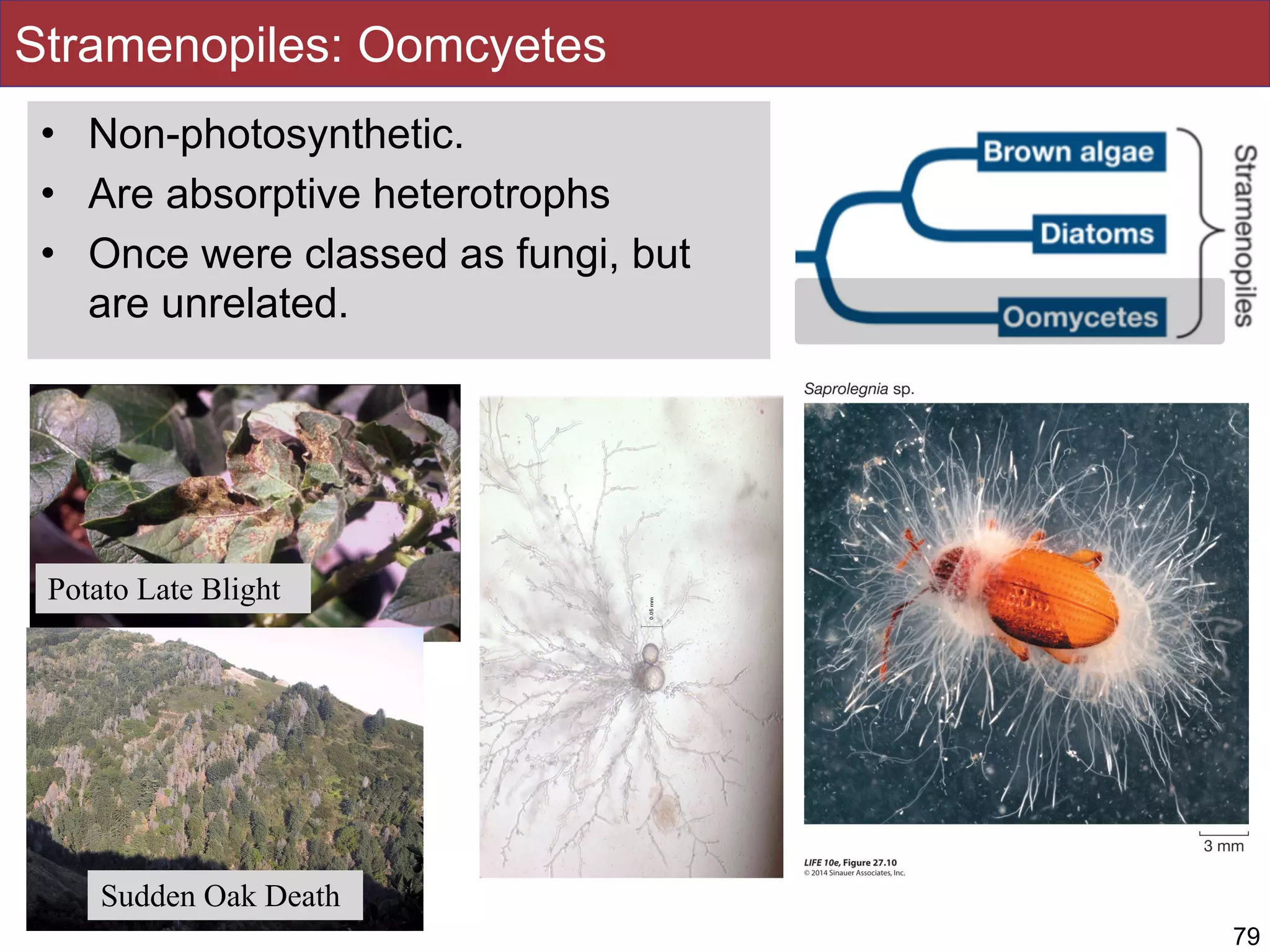 Stramenopiles: Oomcyetes
Phytophthora
Potato Late Blight
• Non-photosynthetic.
• Are absorptive heterotrophs
• Once were classed as fungi, but
are unrelated.
79
Sudden Oak Death
 