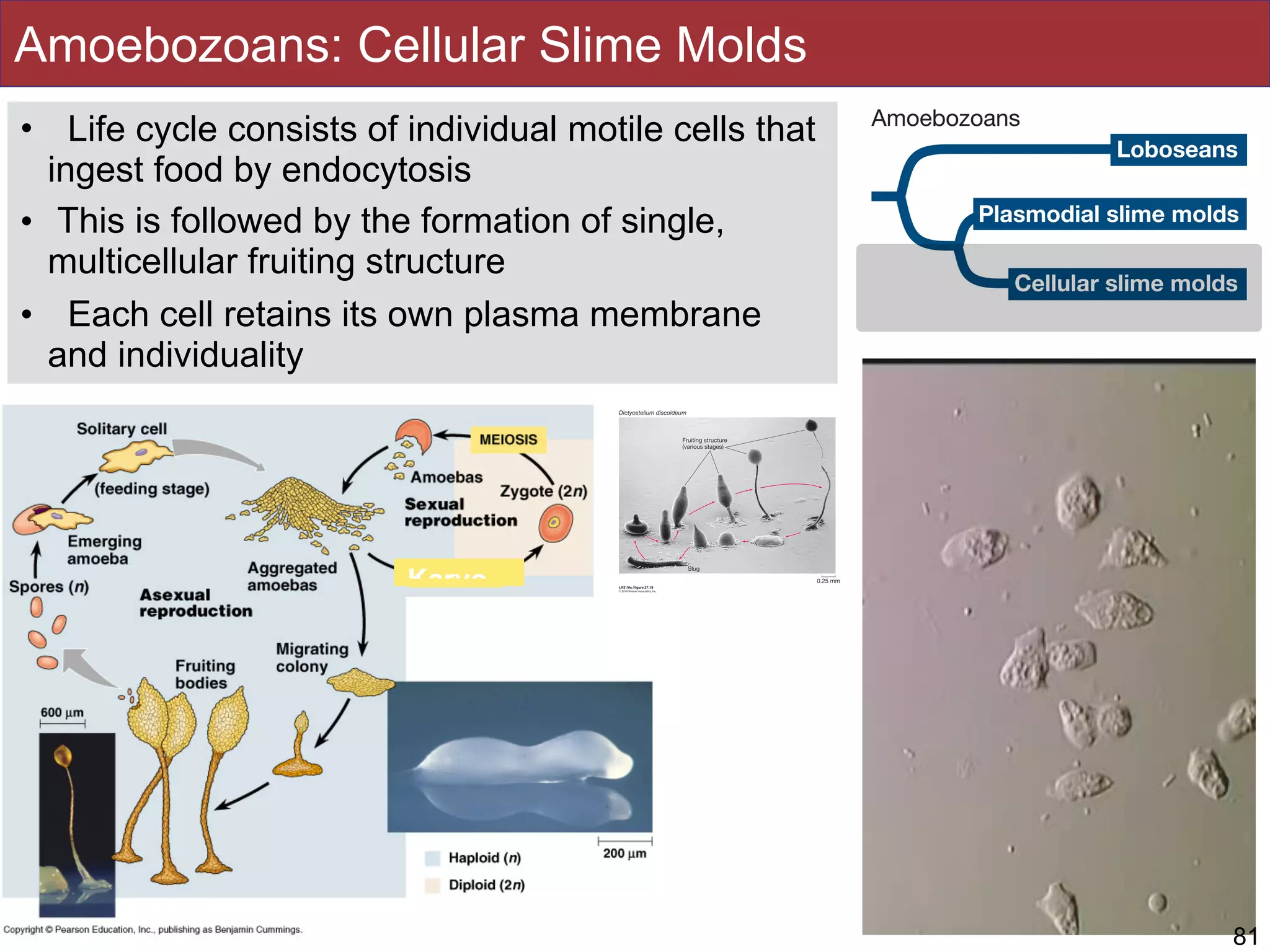 Amoebozoans: Cellular Slime Molds
• Life cycle consists of individual motile cells that
ingest food by endocytosis
• This is followed by the formation of single,
multicellular fruiting structure
• Each cell retains its own plasma membrane
and individuality
81
Karyo
 
