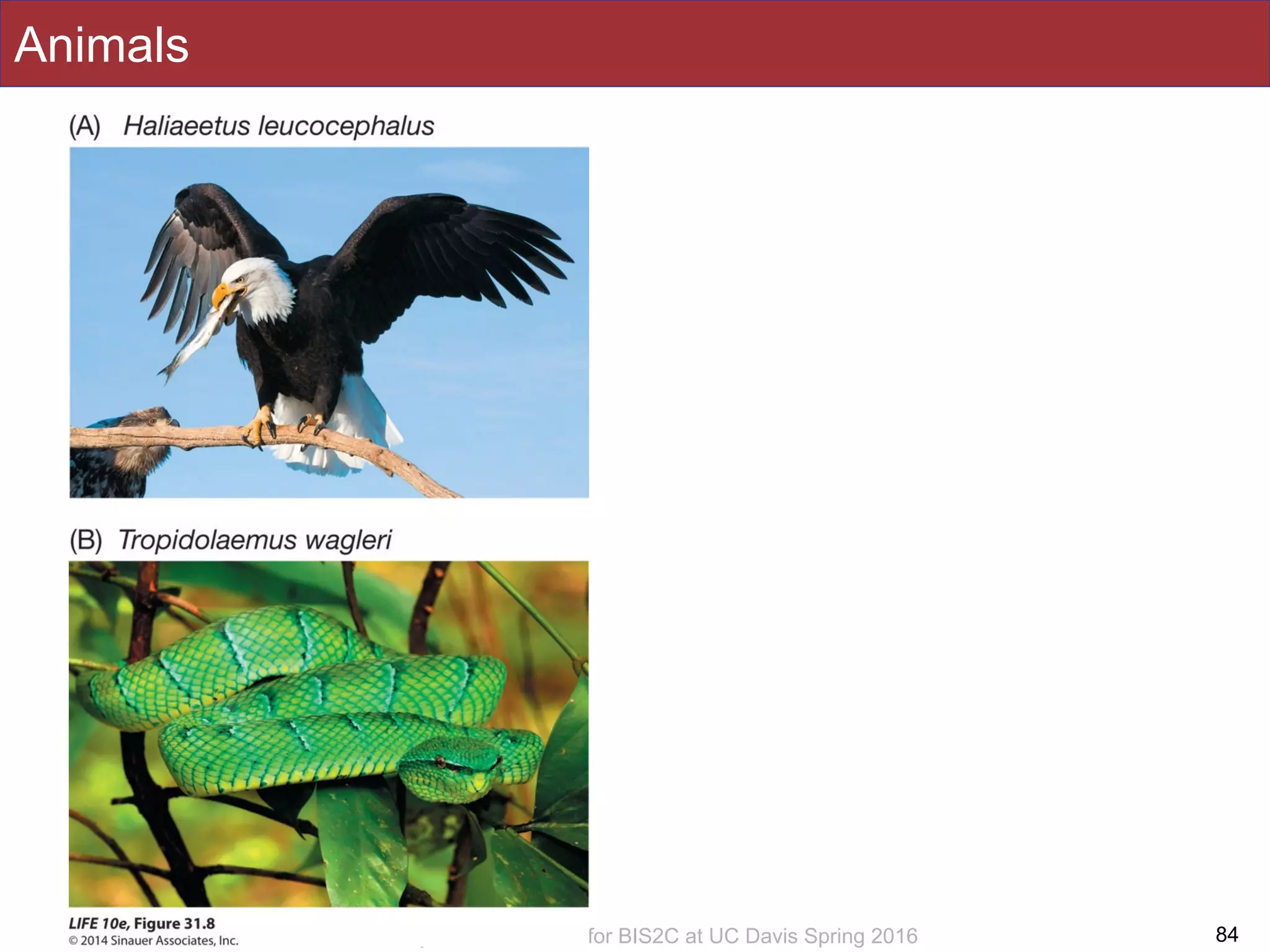 Slides by Jonathan Eisen for BIS2C at UC Davis Spring 2016
Animals
84
 