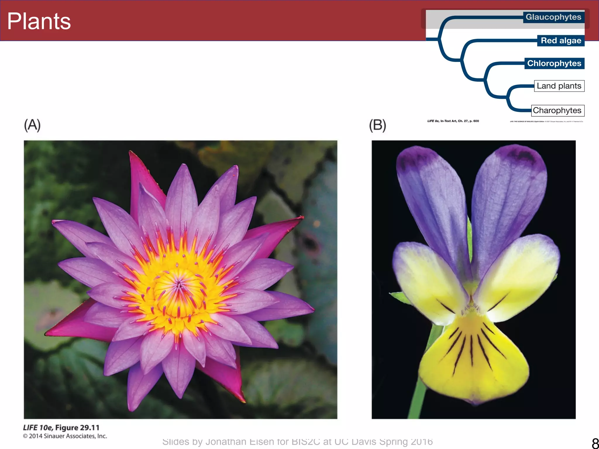 Slides by Jonathan Eisen for BIS2C at UC Davis Spring 2016
Plants
8
 