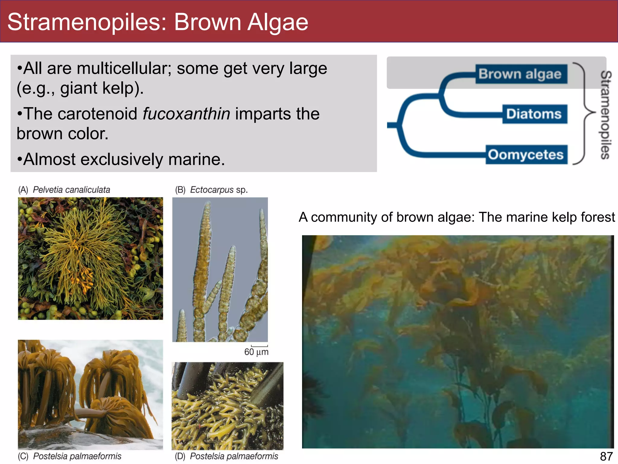 •All are multicellular; some get very large
(e.g., giant kelp).
•The carotenoid fucoxanthin imparts the
brown color.
•Almost exclusively marine.
Stramenopiles: Brown Algae
87
A community of brown algae: The marine kelp forest
 