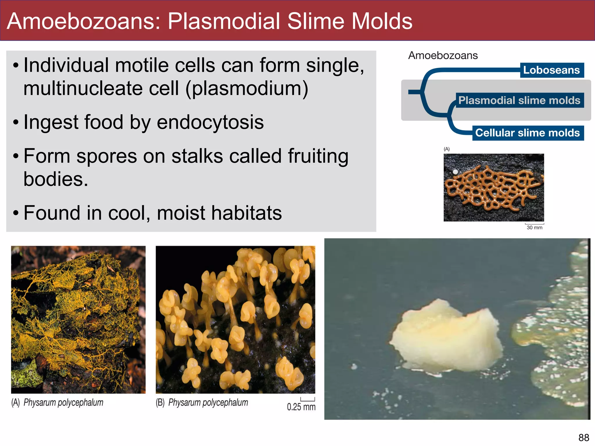 Amoebozoans: Plasmodial Slime Molds
• Individual motile cells can form single,
multinucleate cell (plasmodium)
• Ingest food by endocytosis
• Form spores on stalks called fruiting
bodies.
• Found in cool, moist habitats
88
 