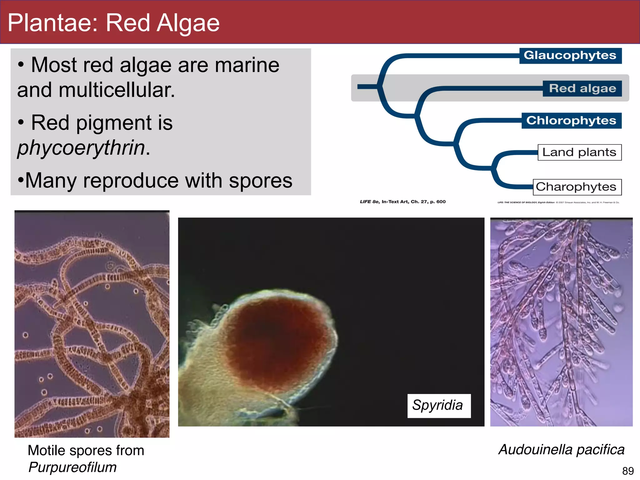 Plantae: Red Algae
89
• Most red algae are marine
and multicellular.
• Red pigment is
phycoerythrin.
•Many reproduce with spores
Motile spores from
Purpureoﬁlum
Audouinella paciﬁca
Spyridia
 