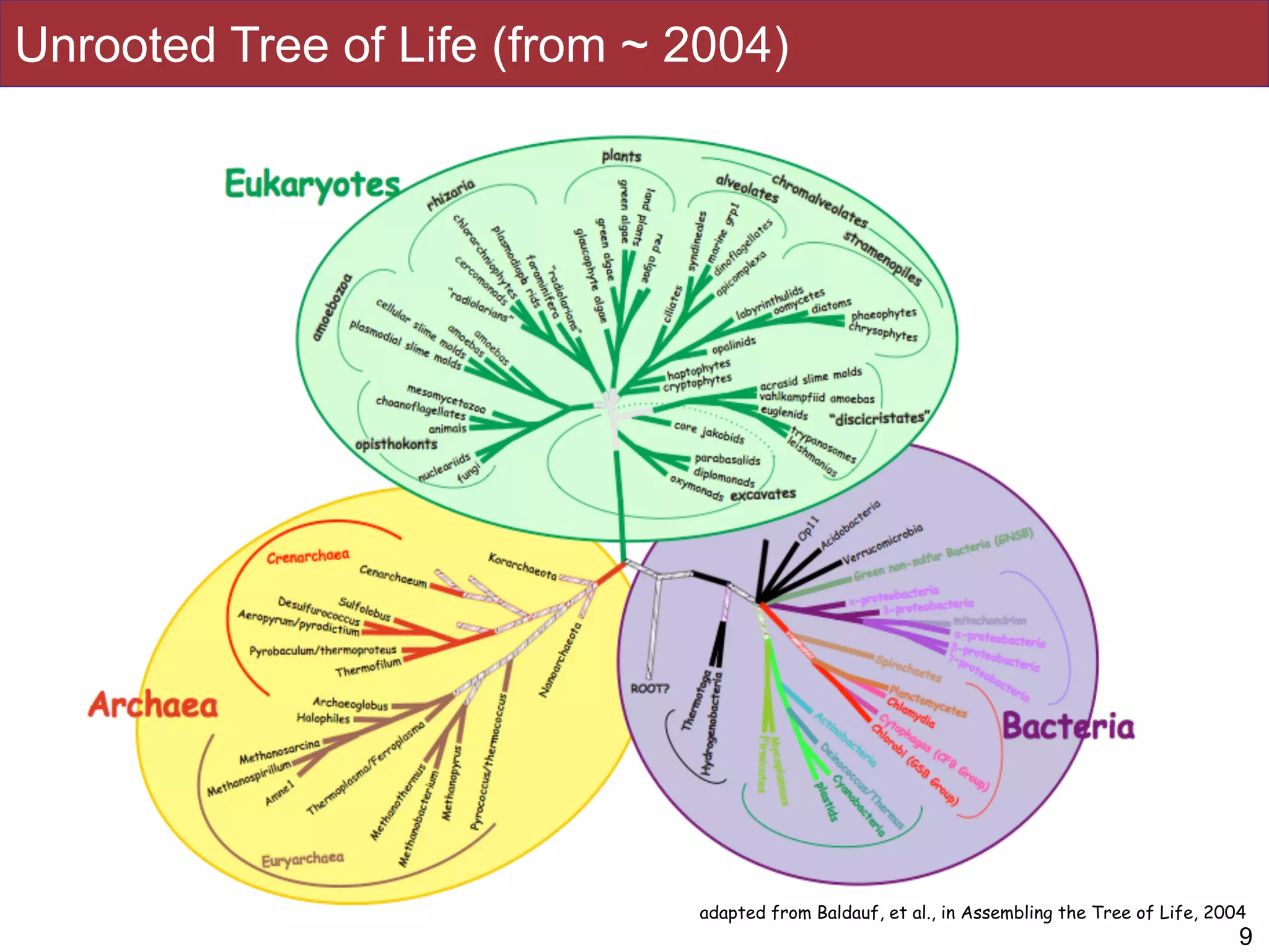Unrooted Tree of Life (from ~ 2004)
9
adapted from Baldauf, et al., in Assembling the Tree of Life, 2004
 
