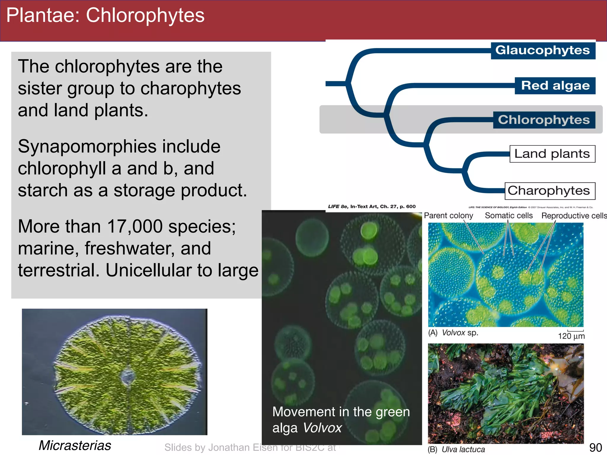 Slides by Jonathan Eisen for BIS2C at UC Davis Spring 2016
The chlorophytes are the
sister group to charophytes
and land plants.
Synapomorphies include
chlorophyll a and b, and
starch as a storage product.
More than 17,000 species;
marine, freshwater, and
terrestrial. Unicellular to large
90
Plantae: Chlorophytes
Movement in the green
alga Volvox
Micrasterias
 