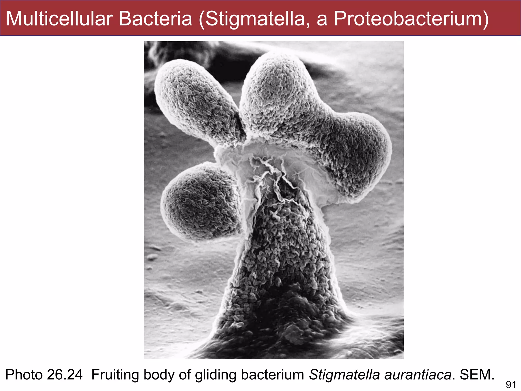 Multicellular Bacteria (Stigmatella, a Proteobacterium)
Photo 26.24 Fruiting body of gliding bacterium Stigmatella aurantiaca. SEM.
91
 