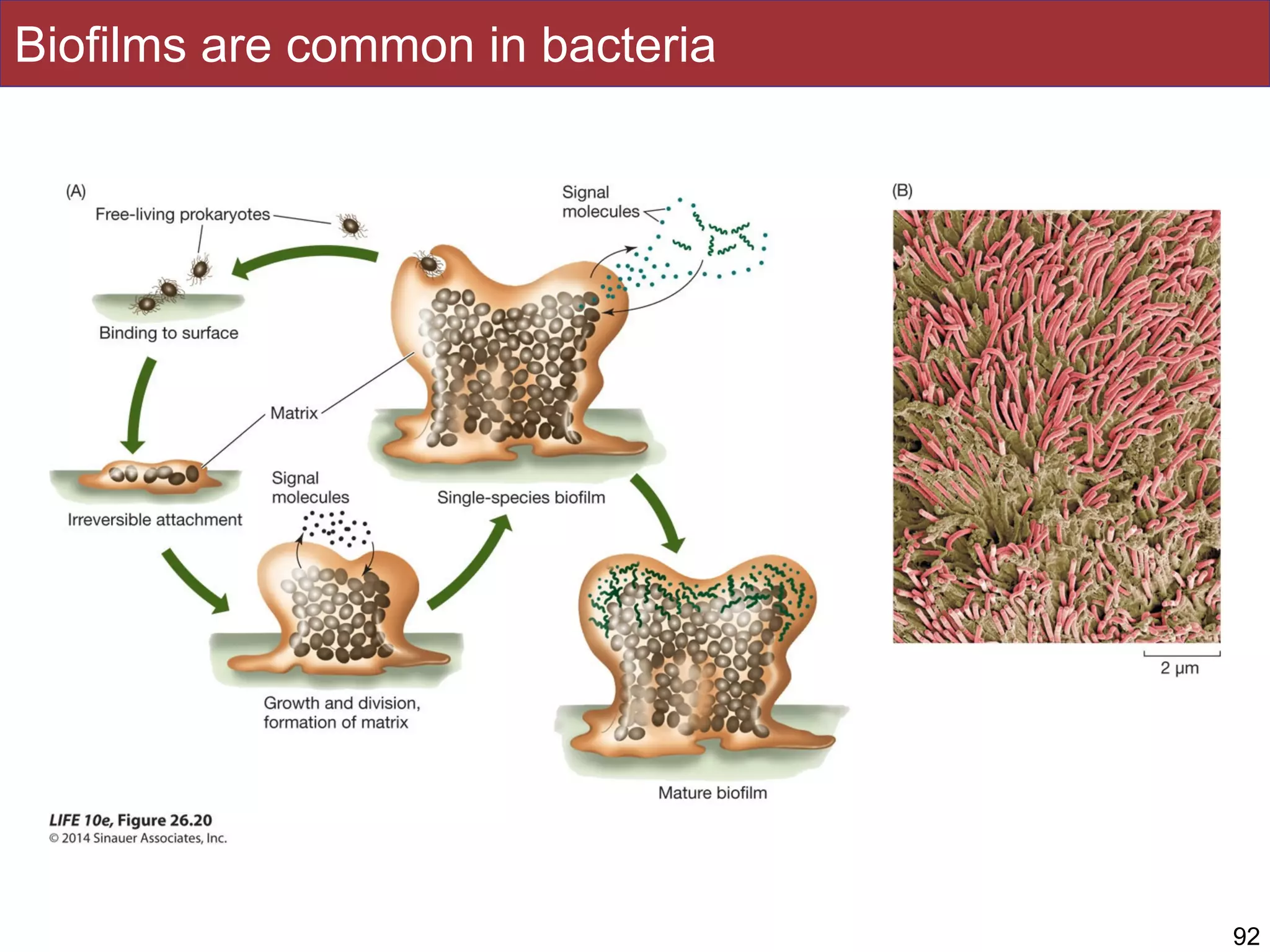 Biofilms are common in bacteria
92
 