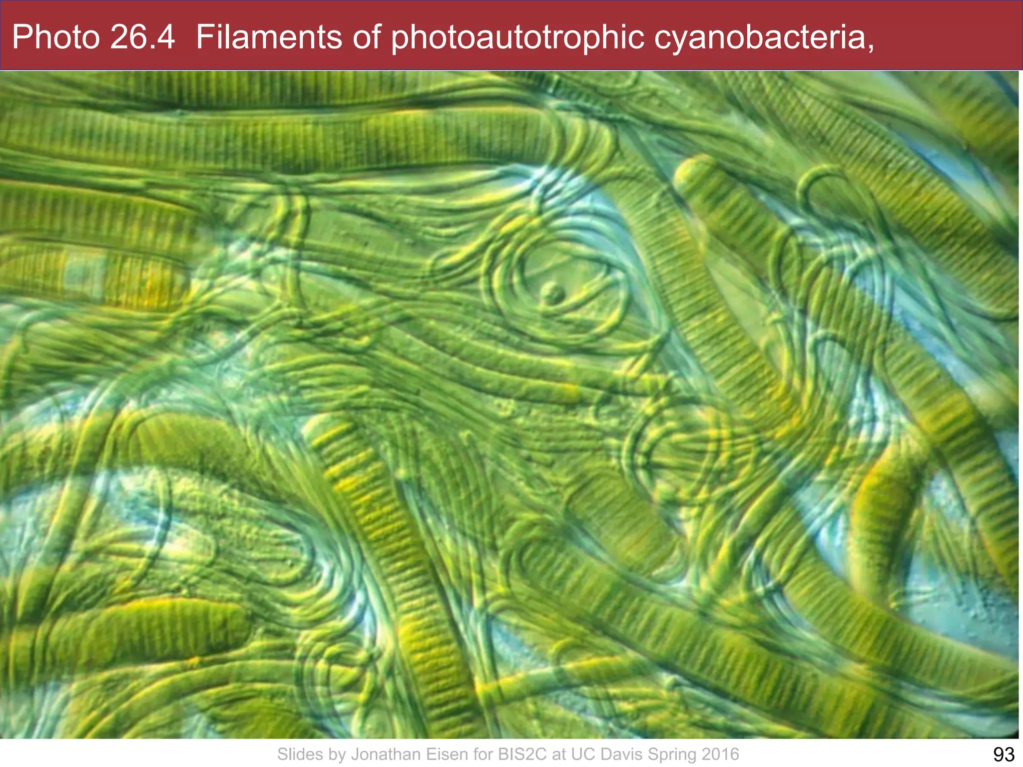Slides by Jonathan Eisen for BIS2C at UC Davis Spring 2016
Photo 26.4 Filaments of photoautotrophic cyanobacteria,
93
 