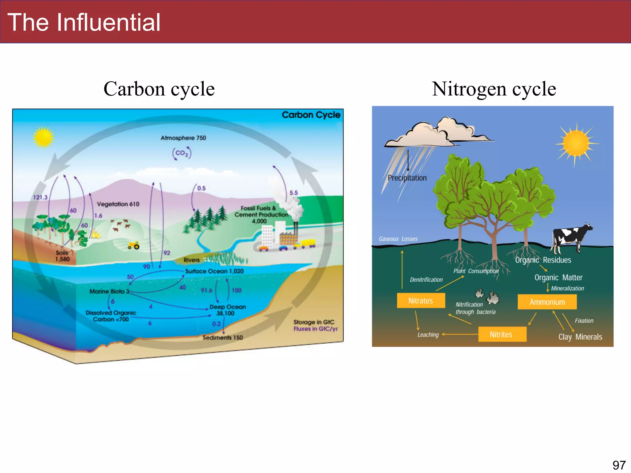 The Influential
Carbon cycle Nitrogen cycle
97
 