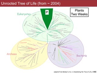 10adapted from Baldauf, et al., in Assembling the Tree of Life, 2004
P
Plants 
Two Weeks
Unrooted Tree of Life (from ~ 2004)
 