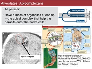 Alveolates: Apicomplexans
• All parasitic
• Have a mass of organelles at one tip
—the apical complex that help the
parasite enter the host’s cells.
102
Apical complex • Plasmodium falciparum-
Malaria kills 700,000-2,000,000
people per year—75% of them
are African children
 