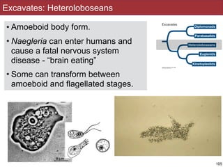 Excavates: Heteroloboseans
• Amoeboid body form.
• Naegleria can enter humans and
cause a fatal nervous system
disease - “brain eating”
• Some can transform between
amoeboid and flagellated stages.
105
 
