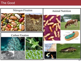 The Good
Nitrogen Fixation
Carbon Fixation
Animal Nutrition
107
 