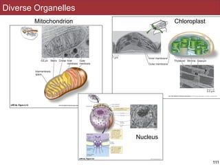 Diverse Organelles
111
Mitochondrion Chloroplast
Nucleus
 