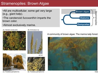 •All are multicellular; some get very large
(e.g., giant kelp).
•The carotenoid fucoxanthin imparts the
brown color.
•Almost exclusively marine.
Stramenopiles: Brown Algae
114
A community of brown algae: The marine kelp forest
 