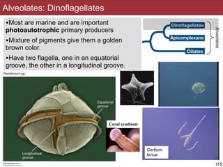 •Most are marine and are important
photoautotrophic primary producers
•Mixture of pigments give them a golden
brown color.
•Have two flagella, one in an equatorial
groove, the other in a longitudinal groove.
Alveolates: Dinoflagellates
115
Certium
tenue
Coral symbiont
 