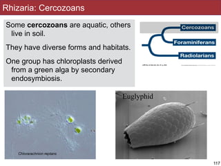 Rhizaria: Cercozoans
Some cercozoans are aquatic, others
live in soil.
They have diverse forms and habitats.
One group has chloroplasts derived
from a green alga by secondary
endosymbiosis.
Euglyphid
117
Chlorarachnion reptans
 
