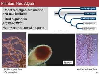 Plantae: Red Algae
118
• Most red algae are marine
and multicellular.
• Red pigment is
phycoerythrin.
•Many reproduce with spores
Motile spores from
Purpureoﬁlum
Audouinella paciﬁca
Spyridia
 