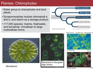 Plantae: Chlorophytes
• Sister group to charophytes and land
plants.
• Synapomorphies include chlorophyll a
and b, and starch as a storage product.
• >17,000 species; marine, freshwater,
and terrestrial. Unicellular to large
multicellular forms.
119
Movement in the green
alga Volvox
Micrasterias
 