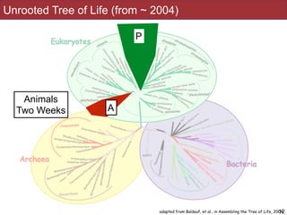 12adapted from Baldauf, et al., in Assembling the Tree of Life, 2004
A
Animals
Two Weeks
P
Unrooted Tree of Life (from ~ 2004)
 
