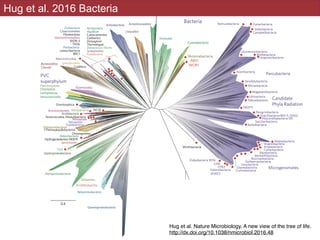 !46
Hug et al 2016Hug et al. 2016 Bacteria
Hug et al. Nature Microbiology. A new view of the tree of life.
http://dx.doi.org/10.1038/nmicrobiol.2016.48
 