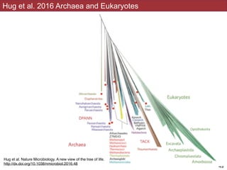 Hug et al 2016
!49
Hug et al. 2016 Archaea and Eukaryotes
Hug et al. Nature Microbiology. A new view of the tree of life.
http://dx.doi.org/10.1038/nmicrobiol.2016.48
 