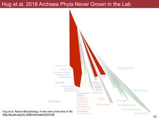 Hug et al 2016
!50
Hug et al. 2016 Archaea Phyla Never Grown in the Lab
Hug et al. Nature Microbiology. A new view of the tree of life.
http://dx.doi.org/10.1038/nmicrobiol.2016.48
 