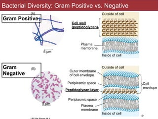 Bacterial Diversity: Gram Positive vs. Negative
61
Outside of cell
Outside of cell
Inside of cell
Inside of cell
Cell
envelope
Cell wall
(peptidoglycan)
Plasma
membrane
Outer membrane
of cell envelope
Periplasmic space
Peptidoglycan layer
Periplasmic space
Plasma
membrane
5 µm
5 µm
Gram Positive
Gram
Negative
 