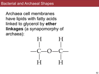 Bacterial and Archaeal Shapes
Archaea cell membranes
have lipids with fatty acids
linked to glycerol by ether
linkages (a synapomorphy of
archaea):
62
 