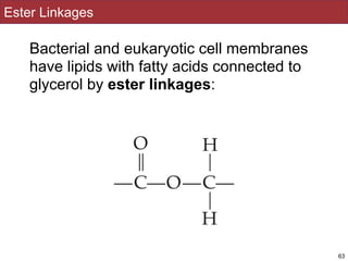 Ester Linkages
Bacterial and eukaryotic cell membranes
have lipids with fatty acids connected to
glycerol by ester linkages:
63
 