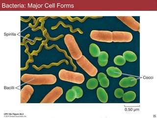 Slides by Jonathan Eisen for BIS2C at UC Davis Spring 2016
Bacteria: Major Cell Forms
• Among the Bacteria and Archaea, three
shapes are common:
! Sphere or coccus (plural cocci), occur
singly or in plates, blocks, or clusters.
! Rod—bacillus (plural bacilli)
! Helical
• Rods and helical shapes may form chains
or clusters.
65
 