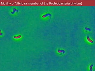 Slides by Jonathan Eisen for BIS2C at UC Davis Spring 2016
Motility of Vibrio (a member of the Proteobacteria phylum)
68
 