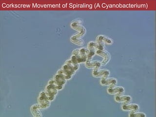 Slides by Jonathan Eisen for BIS2C at UC Davis Spring 2016
Corkscrew Movement of Spiraling (A Cyanobacterium)
69
 