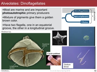 Slides by Jonathan Eisen for BIS2C at UC Davis Spring 2016
•Most are marine and are important
photoautotrophic primary producers
•Mixture of pigments give them a golden
brown color.
•Have two flagella, one in an equatorial
groove, the other in a longitudinal groove.
Alveolates: Dinoflagellates
70
Certium
tenue
Coral symbiont
 