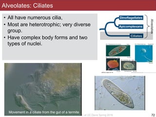 Slides by Jonathan Eisen for BIS2C at UC Davis Spring 2016
Alveolates: Ciliates
72
Movement in a ciliate from the gut of a termite
• All have numerous cilia,
• Most are heterotrophic; very diverse
group.
• Have complex body forms and two
types of nuclei.
 