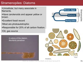 Slides by Jonathan Eisen for BIS2C at UC Davis Spring 2016
Stramenopiles: Diatoms
•Unicellular, but many associate in
filaments.
•Have carotenoids and appear yellow or
brown.
•Excellent fossil record
•Most are photoautotrophic
•Responsible for 20% of all carbon fixation.
•Oil, gas source
73
A colony of the diatom,
Bacillaria paradoxa
 