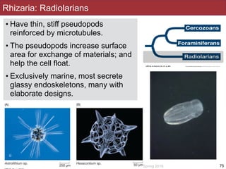 Slides by Jonathan Eisen for BIS2C at UC Davis Spring 2016
Rhizaria: Radiolarians
• Have thin, stiff pseudopods
reinforced by microtubules.
• The pseudopods increase surface
area for exchange of materials; and
help the cell float.
• Exclusively marine, most secrete
glassy endoskeletons, many with
elaborate designs.
75
 